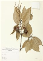 藏品(子彈石櫟)的圖片